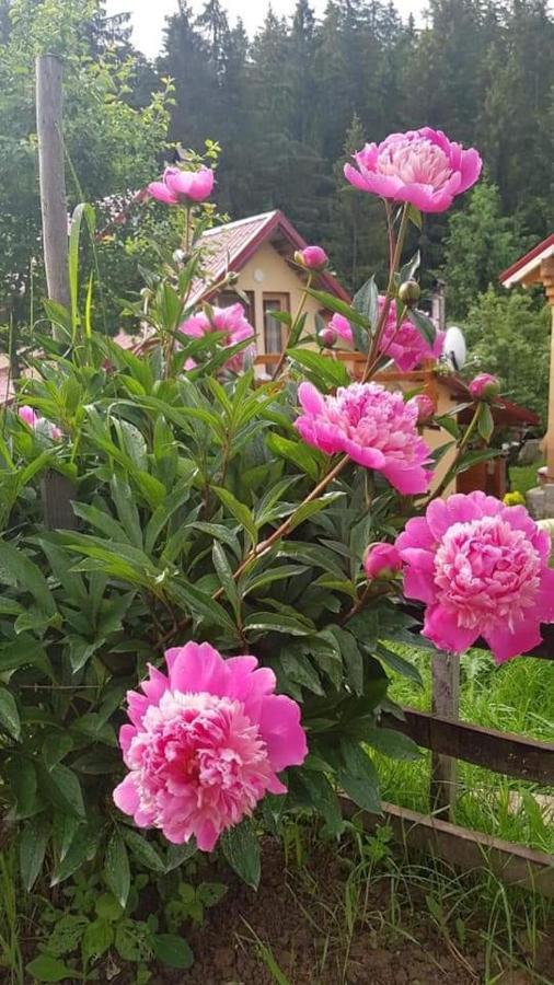Forest Vibes Spa Cîmpu lui Neag Exterior foto