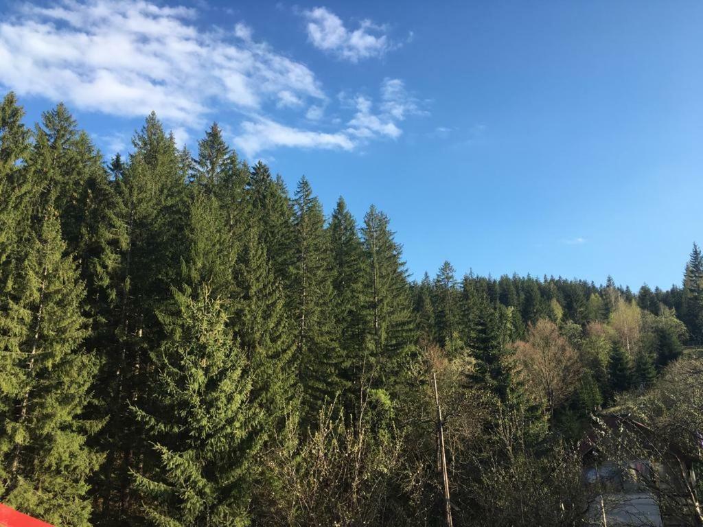 Forest Vibes Spa Cîmpu lui Neag Exterior foto